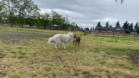 German Shepherd vs Pitbull - best dog fight ever