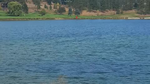 Helicopter picking up water from the lake and controlled burning on the mountain in west kelowna