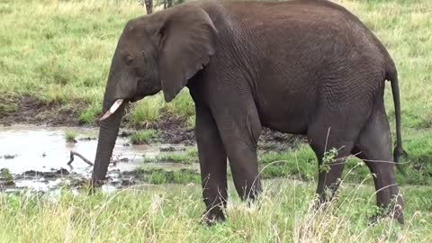 Footage of elephant in a natural environment.