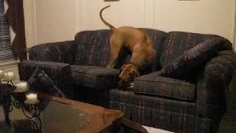 Ridgeback with sofa issues