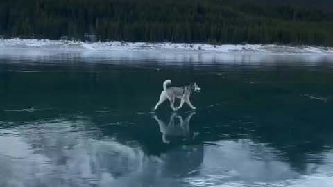 Husky dog walking in ice