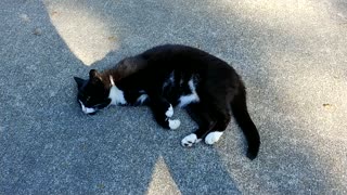 Cat sleeping on sidewalk