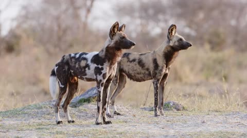 African Carnivore Wildbook - Using AI to save lions, wild dogs, leopards