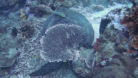 largest sea largest sea turtle!giant leatherback sea turtle!