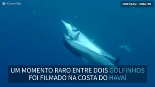 Mergulhador filma golfinhos em momento... íntimo