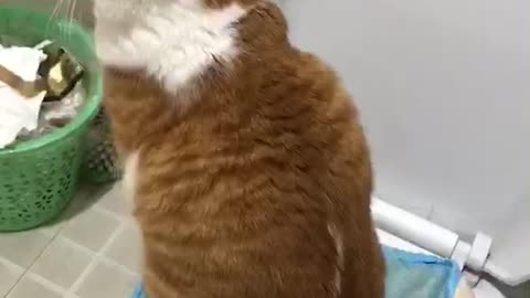 a cat can use toliet