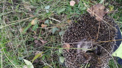 Hedgehog curled up