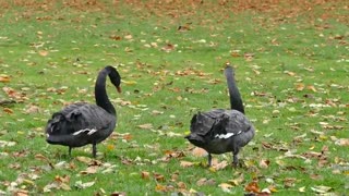 black geese walking on grass