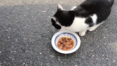 Cat_eating