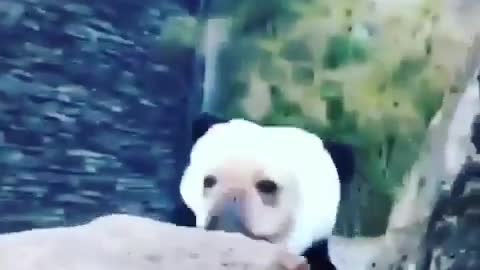 Mini Panda! LOL