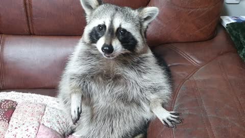 Raccoon eats dried sweet potatoes and sticks them in his teeth.