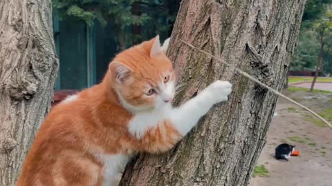 Cat Playing On Tree Trunk