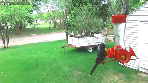 Oriole Trying To Get A Drink From My Hummingbird Feeder