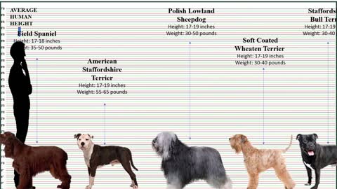 Shortest to Tallest Breeds in the world