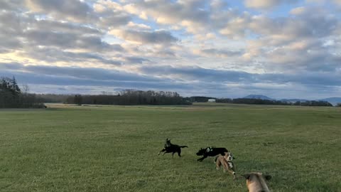 Dogs frolicking together