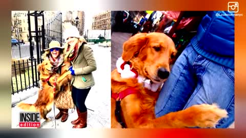 Loving Golden Retriever Gives Hugs And Handshakes To People On The Street