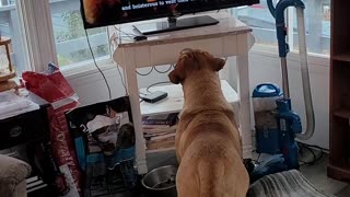 Mack Daddy watches nature show