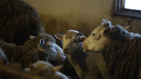Herd of sheeps in barn. Chewing sheep. Dirty brown sheeps