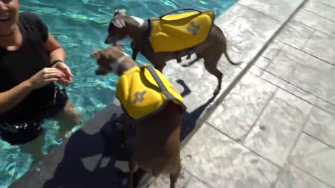 Teaching dogs how to swim