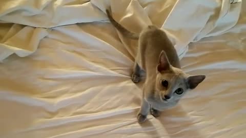 Grey kitten plays fetch white bed