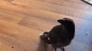 Rescued bird catches treats in mid air just like a dog