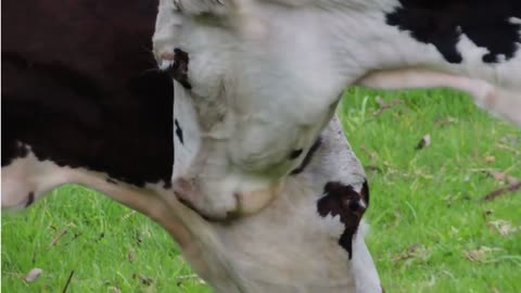 COW LICKING EACH OTHER