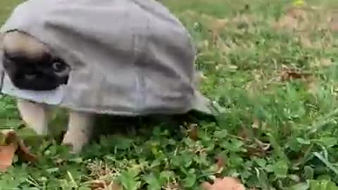 it's a turtle, a tortoise what is that !!!