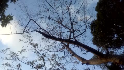 Sky with tree