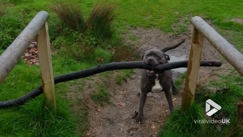 Staffie struggles with big stick