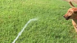 Labs cooling off with the water hose