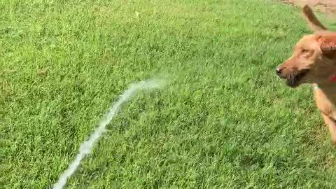 Labs cooling off with the water hose