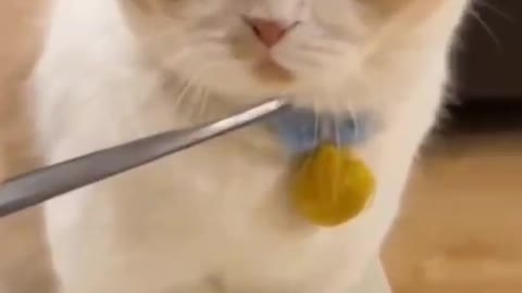 Cats Video Compilation Cute Moment Of The Cats #3 Funny Cat Shorts Videos 😀😅😂🤣🤣🤣