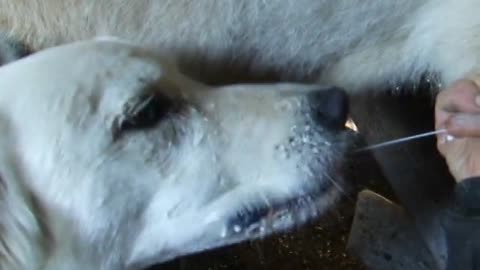 Guard dog prefers her milk straight from the source