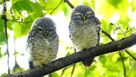 Owl Myths vs Reality: Exploring the Fascinating Truth
