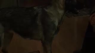 Training German Shepherd in the home