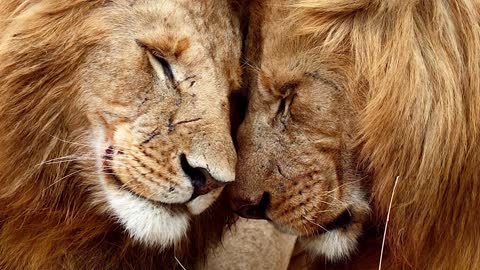 Top 10 Awesome Facts About Lions
