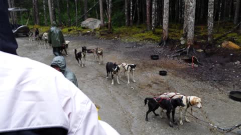 Alaskan Dog Sled Training Camp