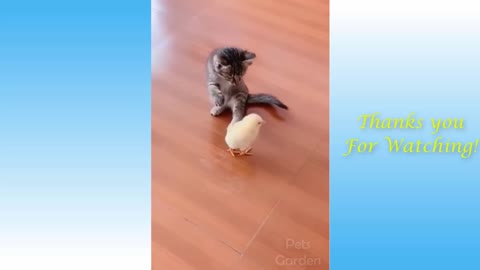 So Cute Cats ♡ Best Funny Cat Videos 2021