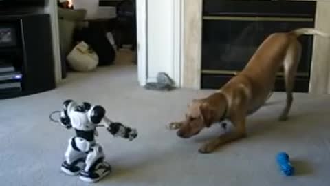 Puppy vs. Robot