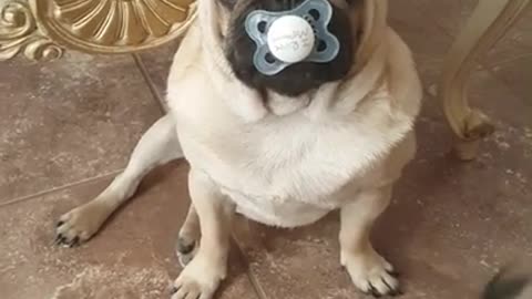 Pug steals baby's pacifier