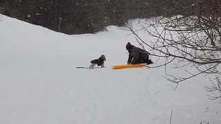 Dogs like sleigh rides too/