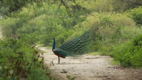 ♥ The Peacock ♥