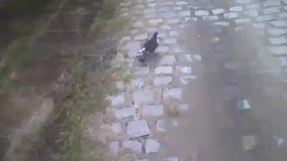 Black and white pigeon runs after knowing it is being recorded [Nature & Animals]