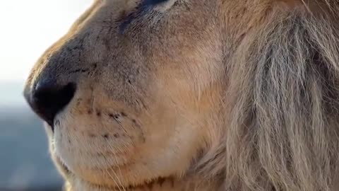How beautiful is this Amazing lion relate