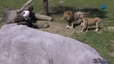 Lion attacks a man!!!