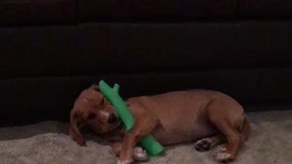 Puppy with new Toy