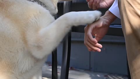 Dog training video 2022!! watsapp stetus!! Cute dog||#shorts#viral#usa#cute