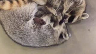 Raccoon siblings engage in incredibly adorable wrestling match