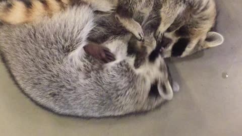 Raccoon siblings engage in incredibly adorable wrestling match