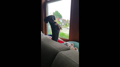 Weenie dog hysterically sits upright to look out window